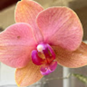 Meet your Posher, Cathy